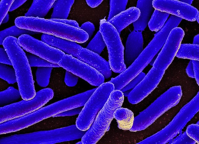 Beneficial Bacteria