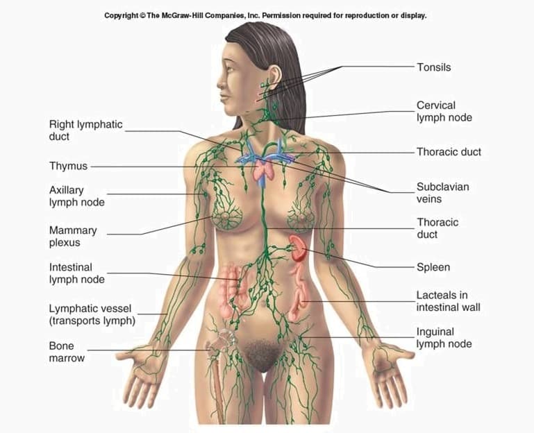 Lymphatic System