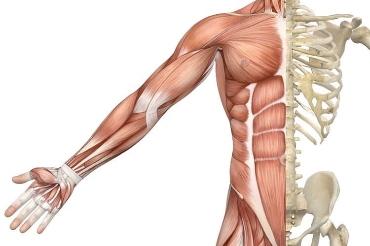 muscle