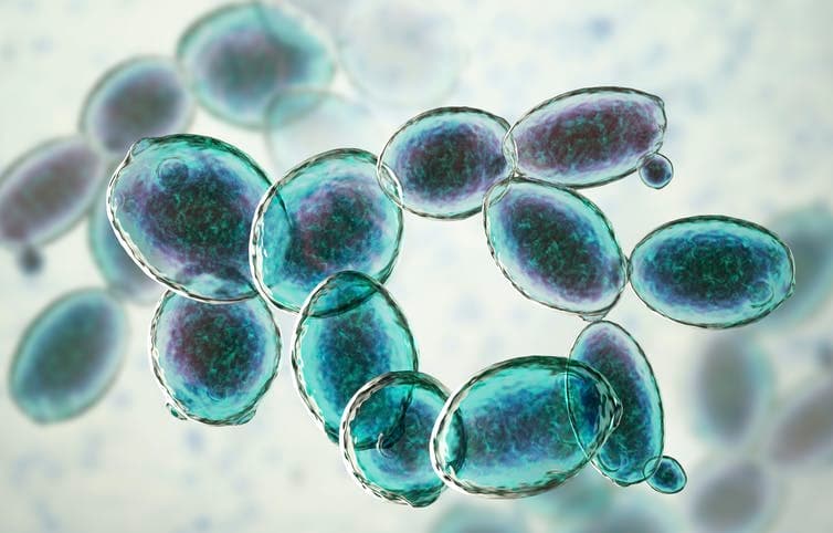 Yeasts and Molds
