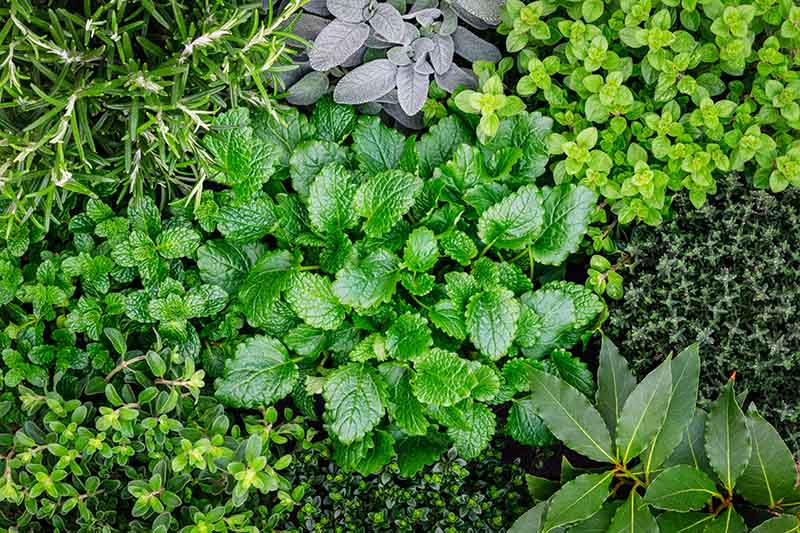 Plant Medicine