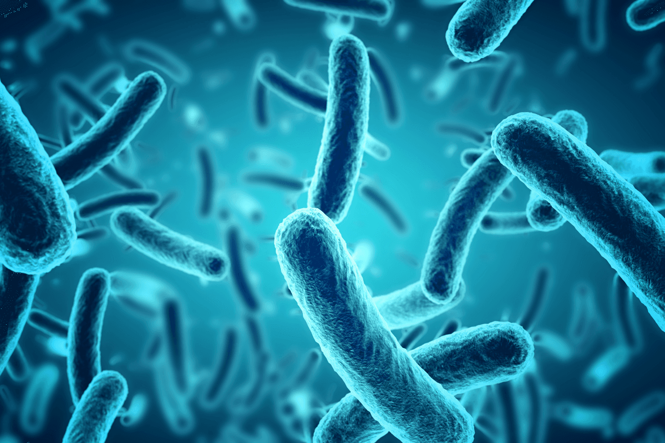 Bacteria