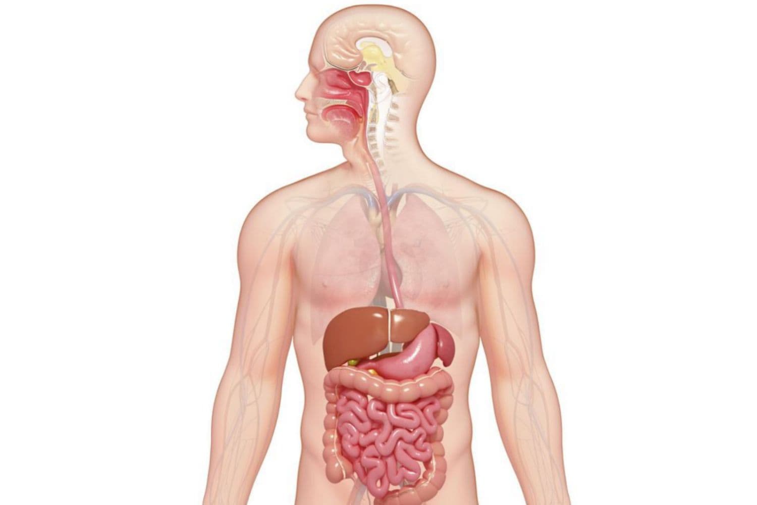 Digestion